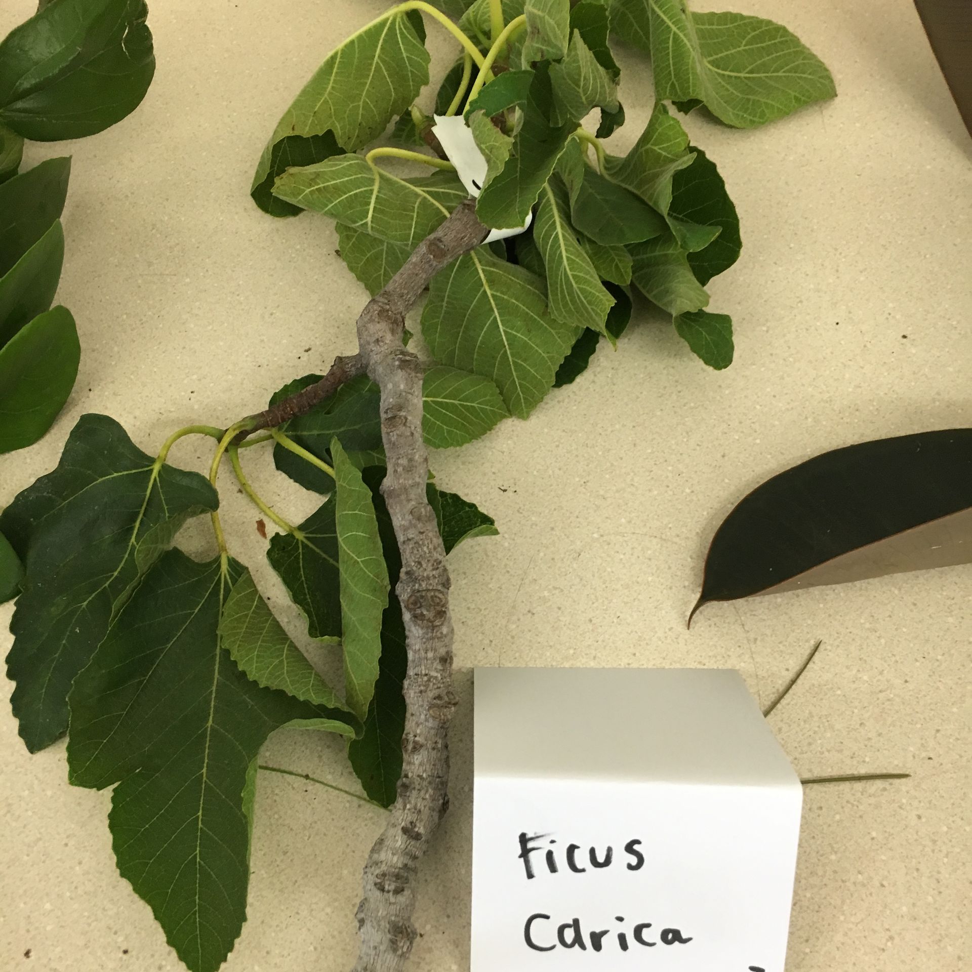 A tree branch with leaves and a sign that says ficus carica