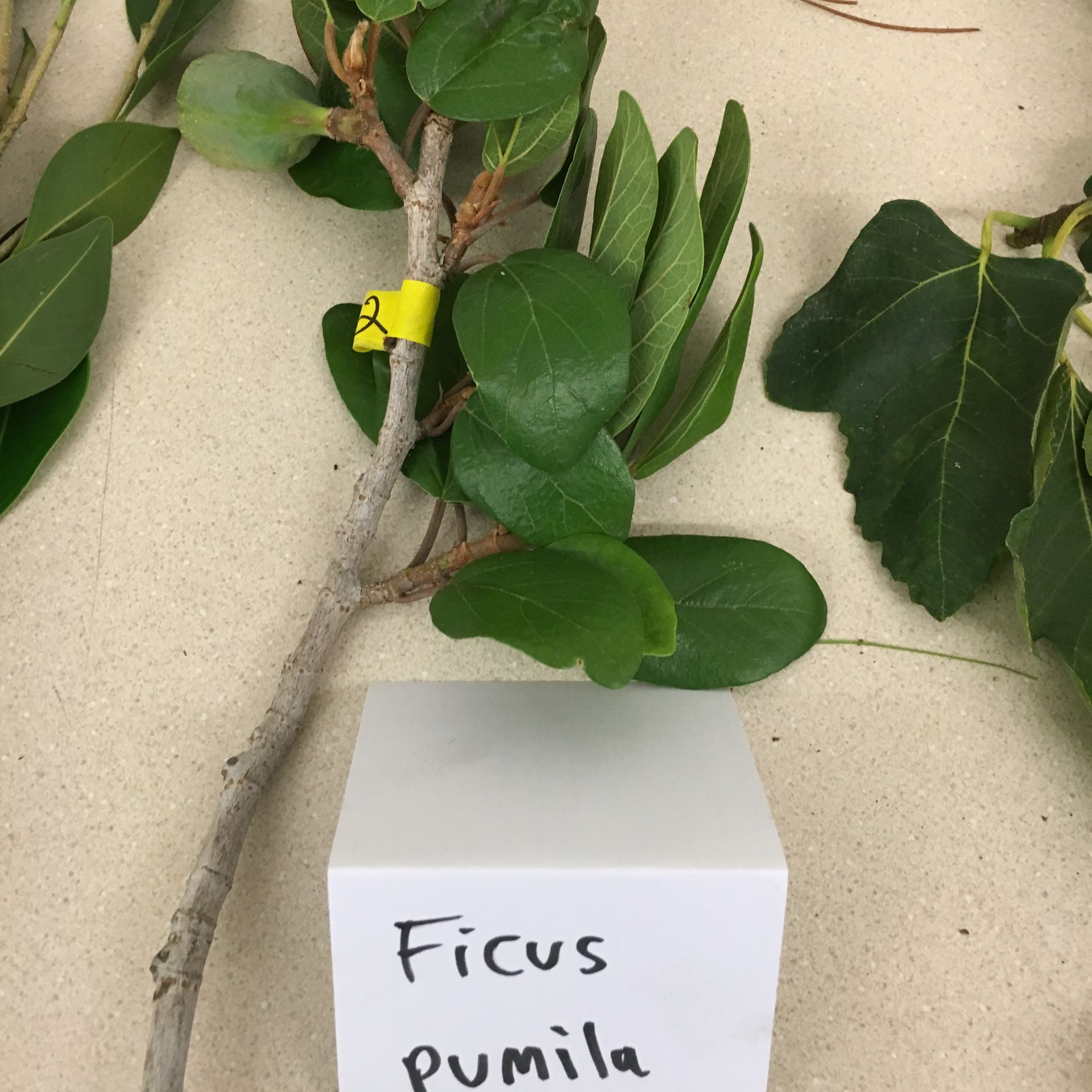 A white cube with the word ficus written on it