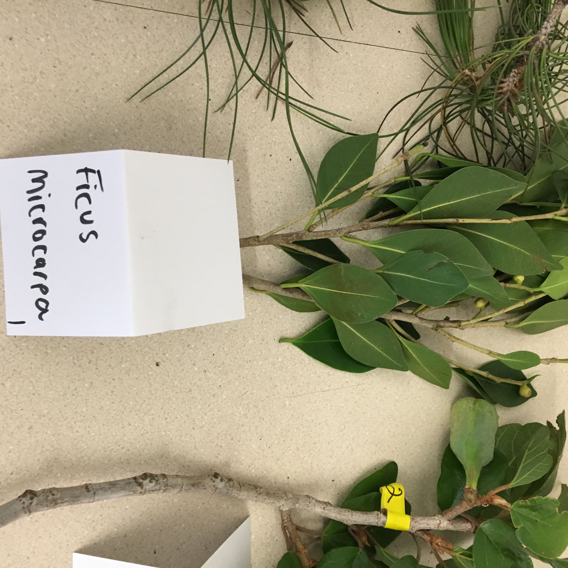 A piece of paper that says ficus microcarpa on it