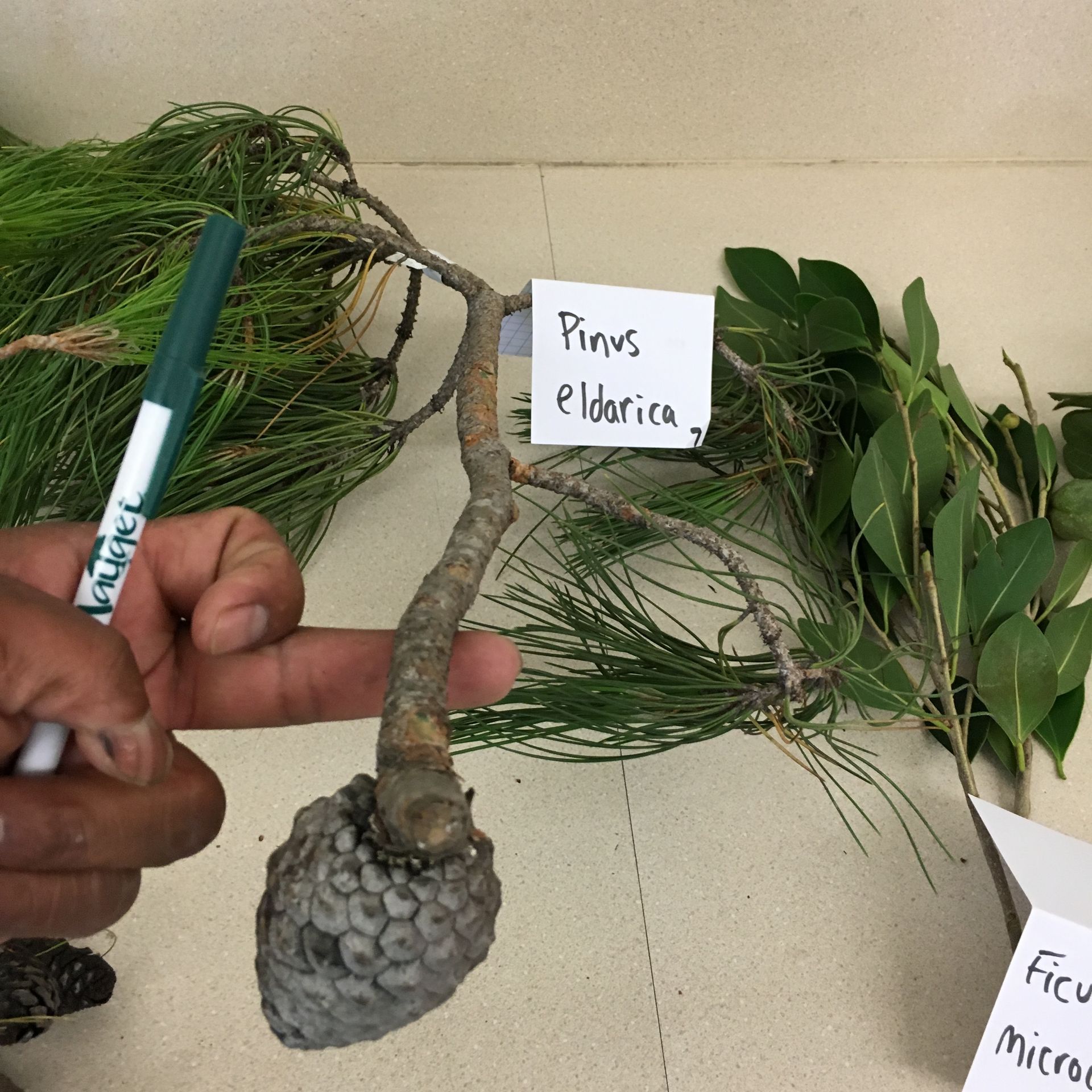 A person is holding a marker and pointing at a pine tree