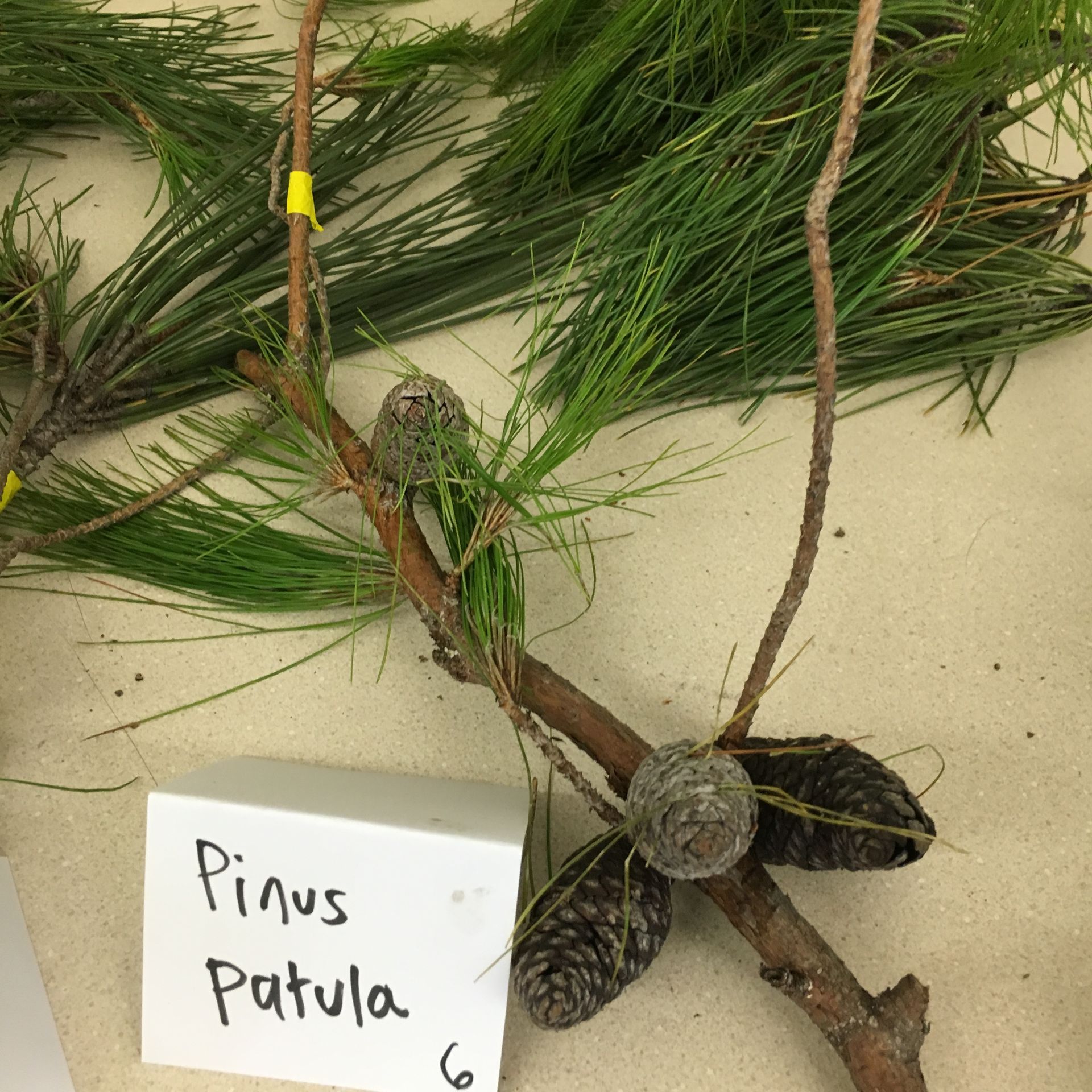 A pine tree with a sign that says pinus patula
