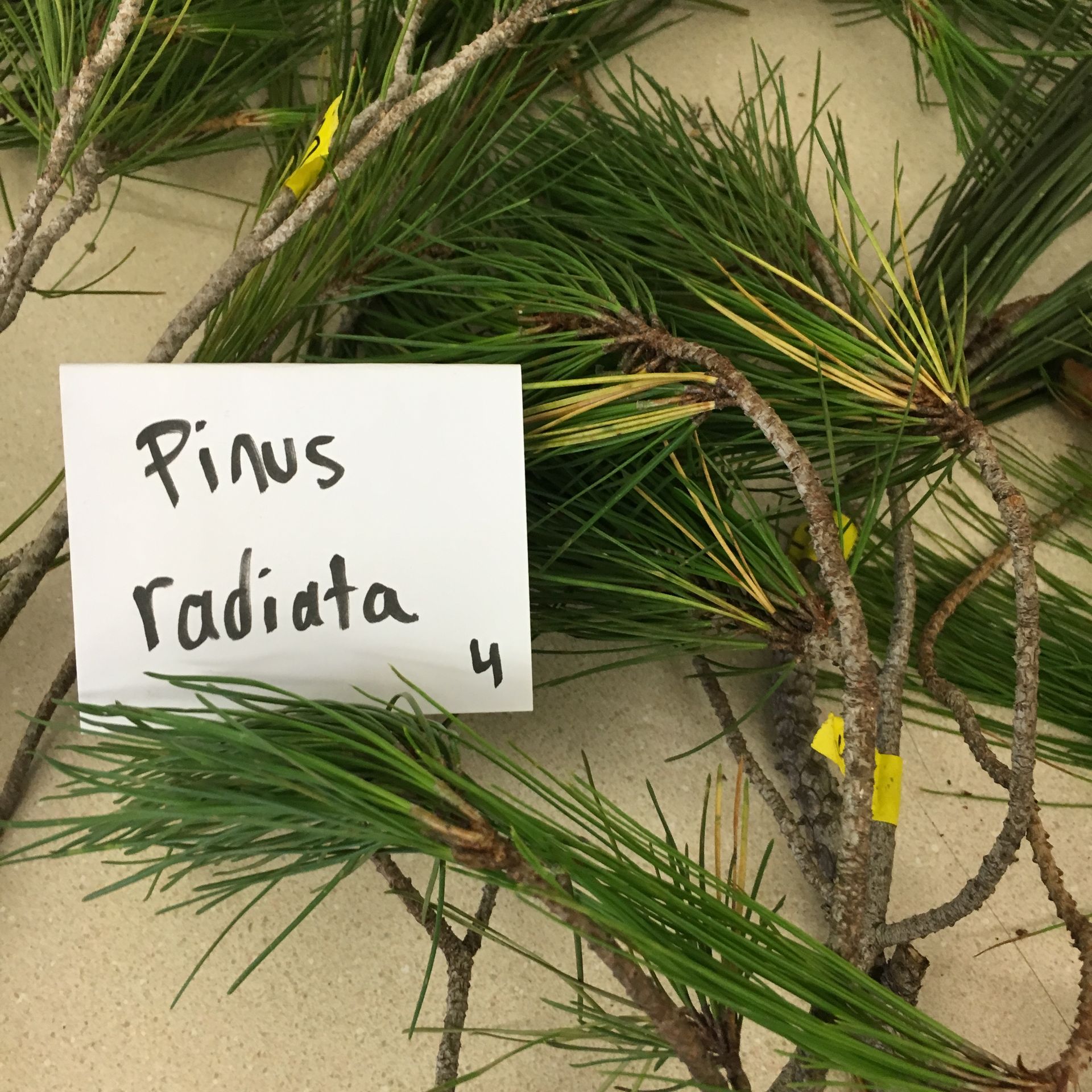 A bunch of pine branches with a sign that says pinus radiata 4