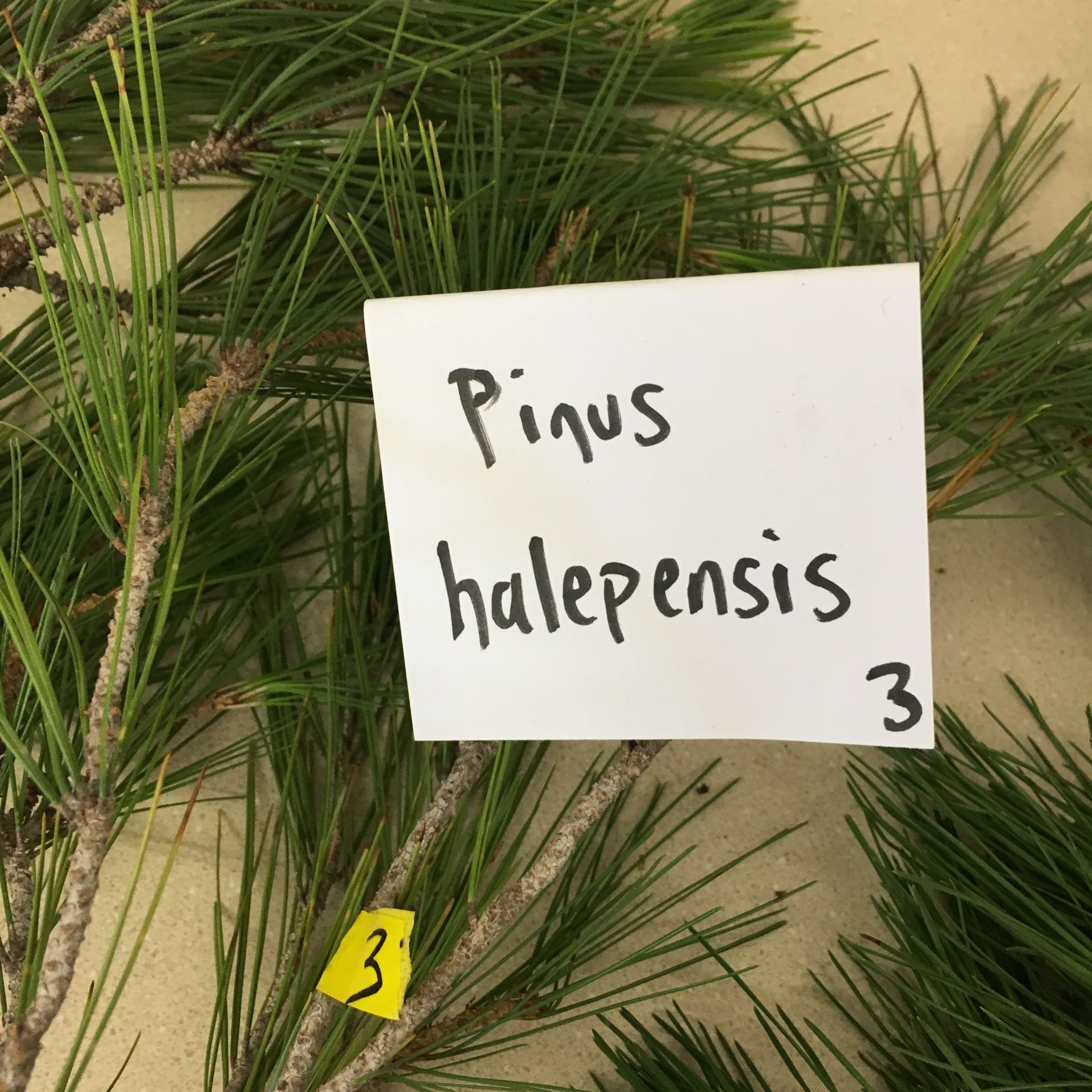 Pine branches with a sign that says pinus halepensis 3