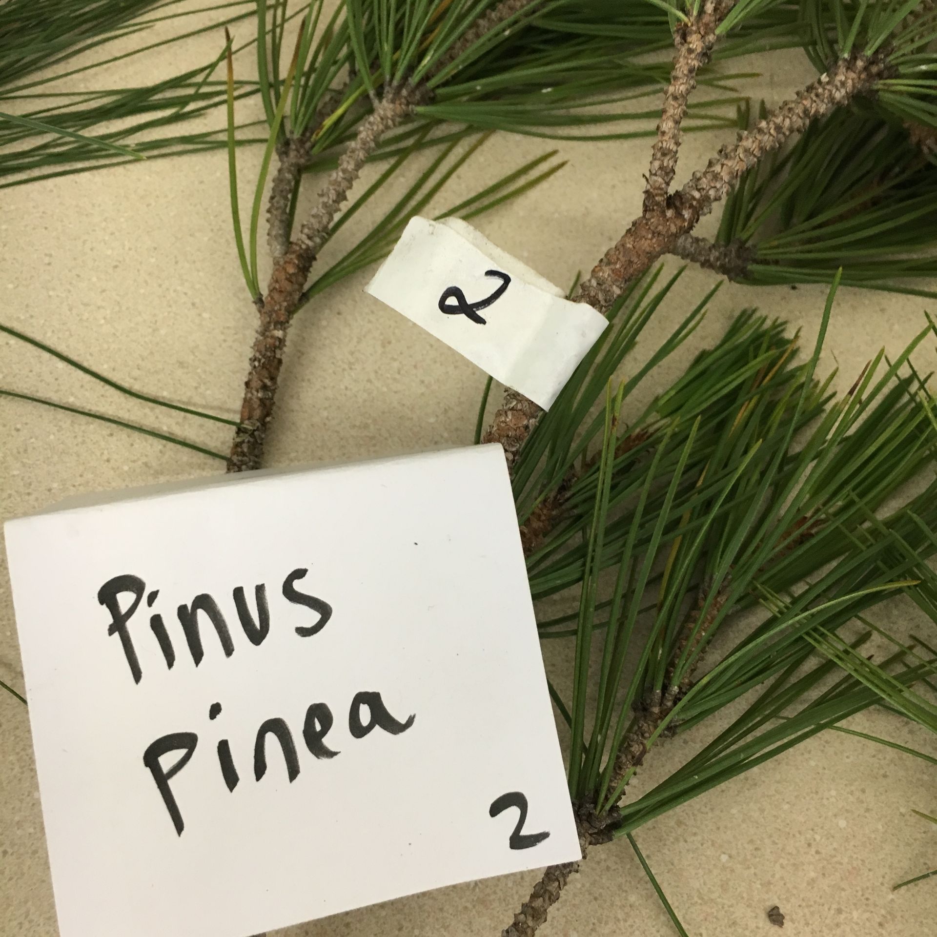 A piece of paper that says pinus pinea on it