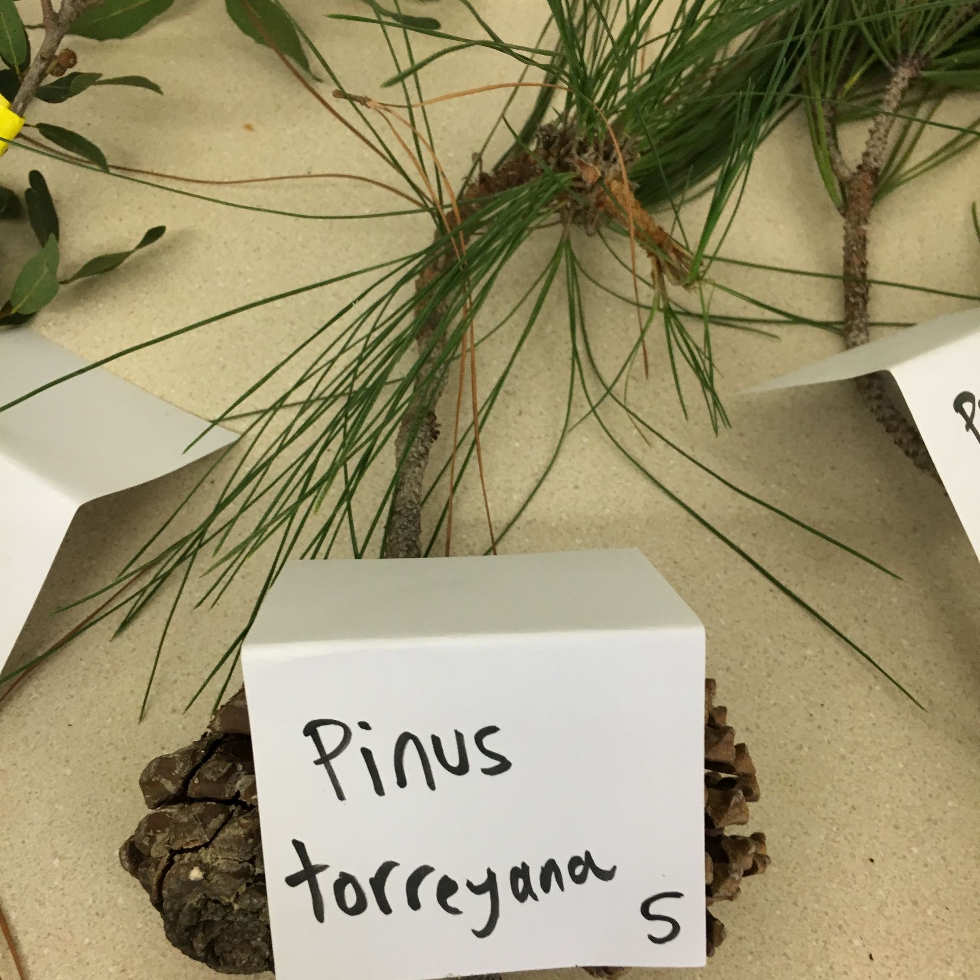 A pine tree with a sign that says pinus torreyana s