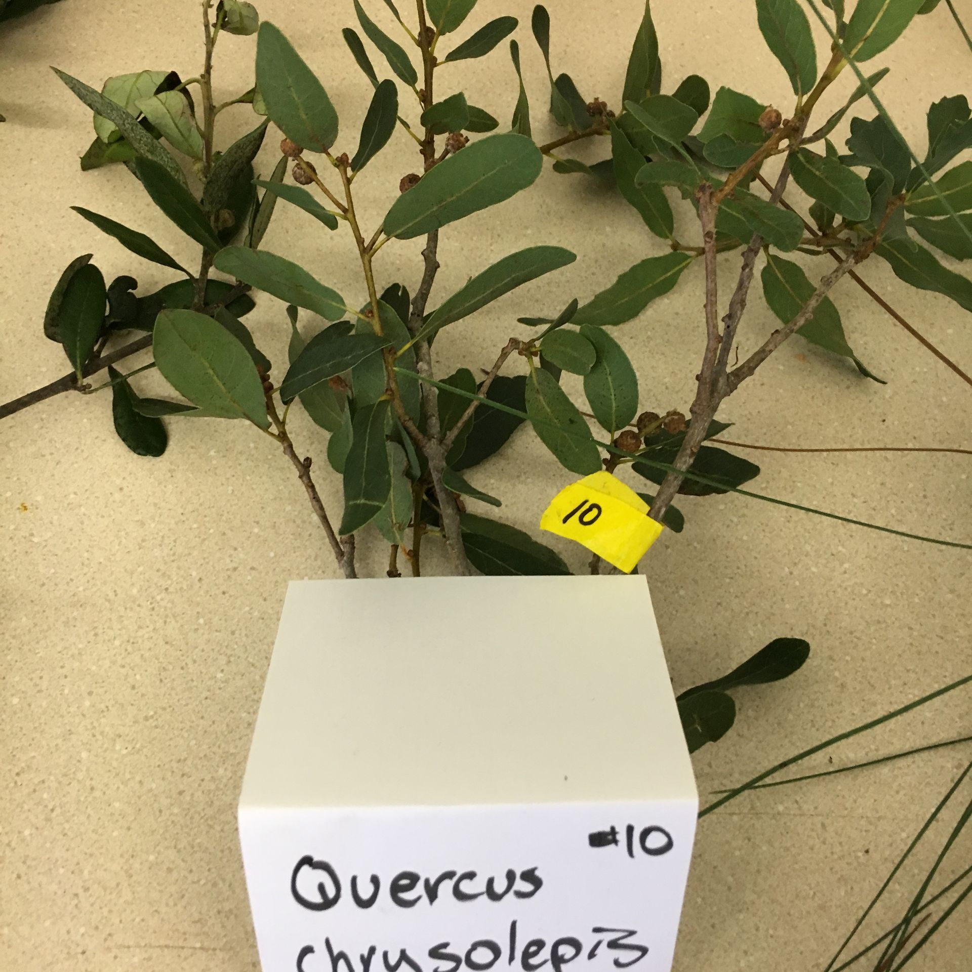 A plant with a yellow tag that says 10 on it