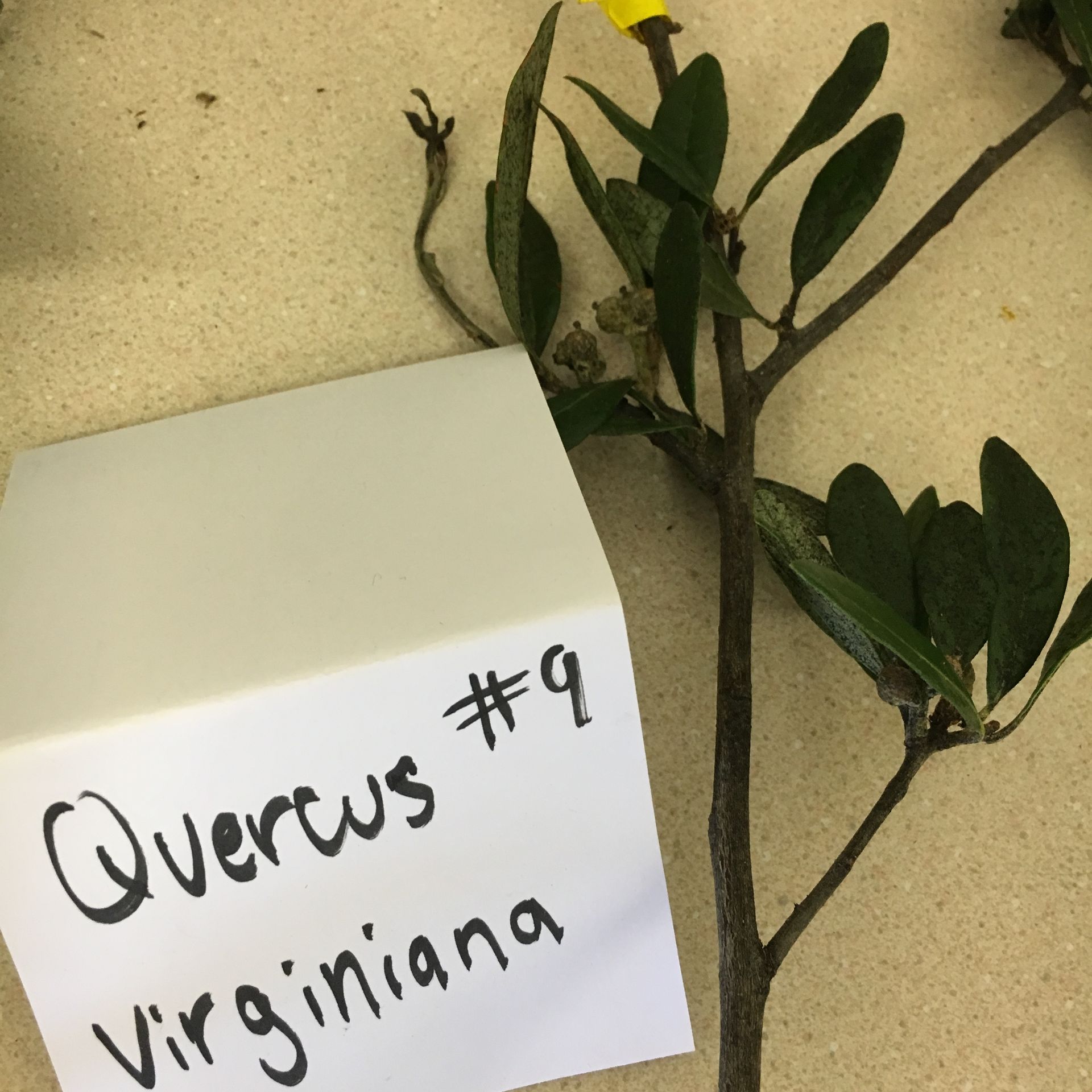 A plant with a white box that says quercus # 9 virginiana