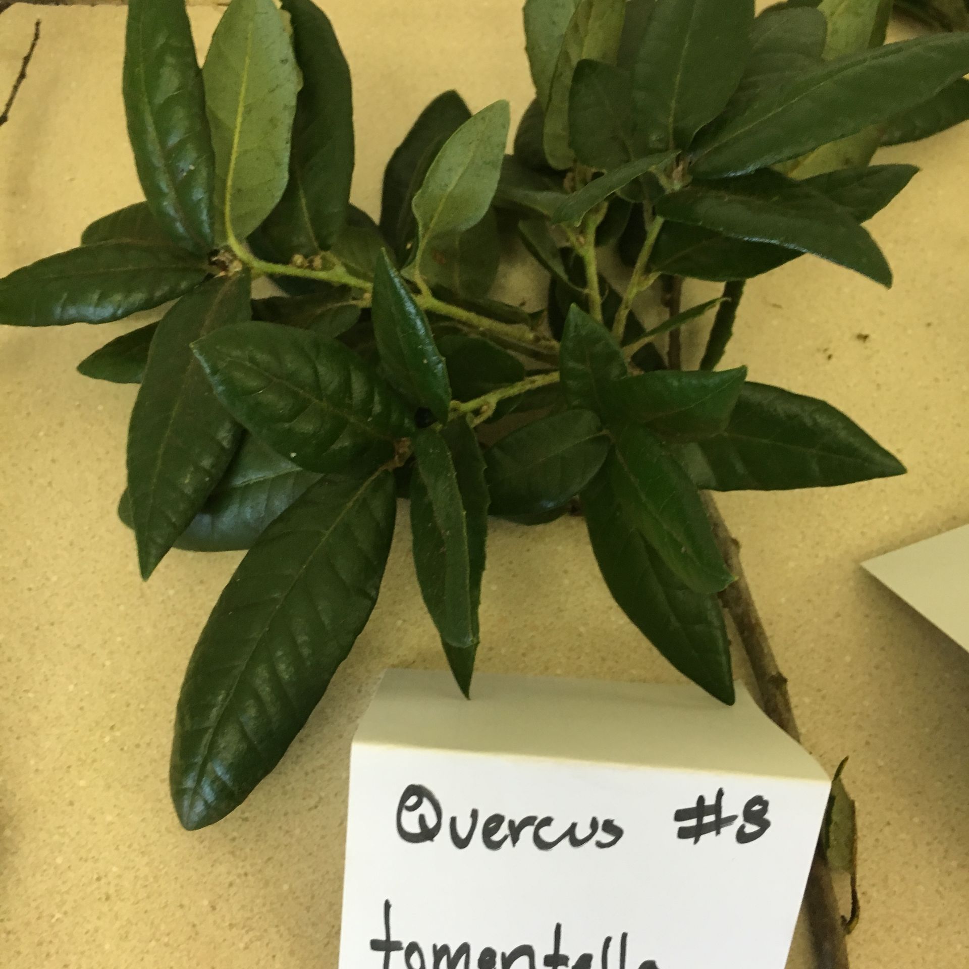 A plant with a sign that says overcus # 8