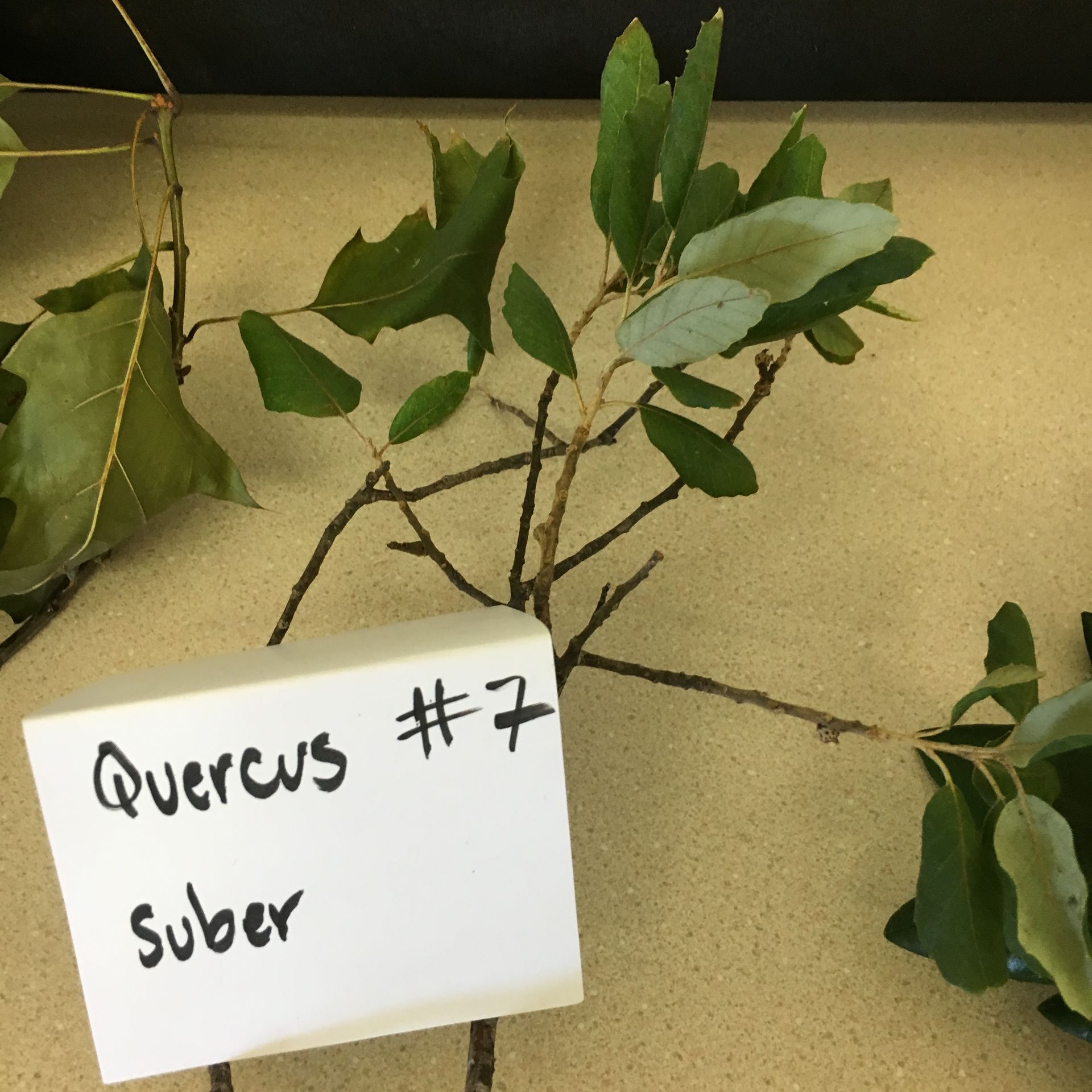 A plant with a sign that says quercus # 7 suber