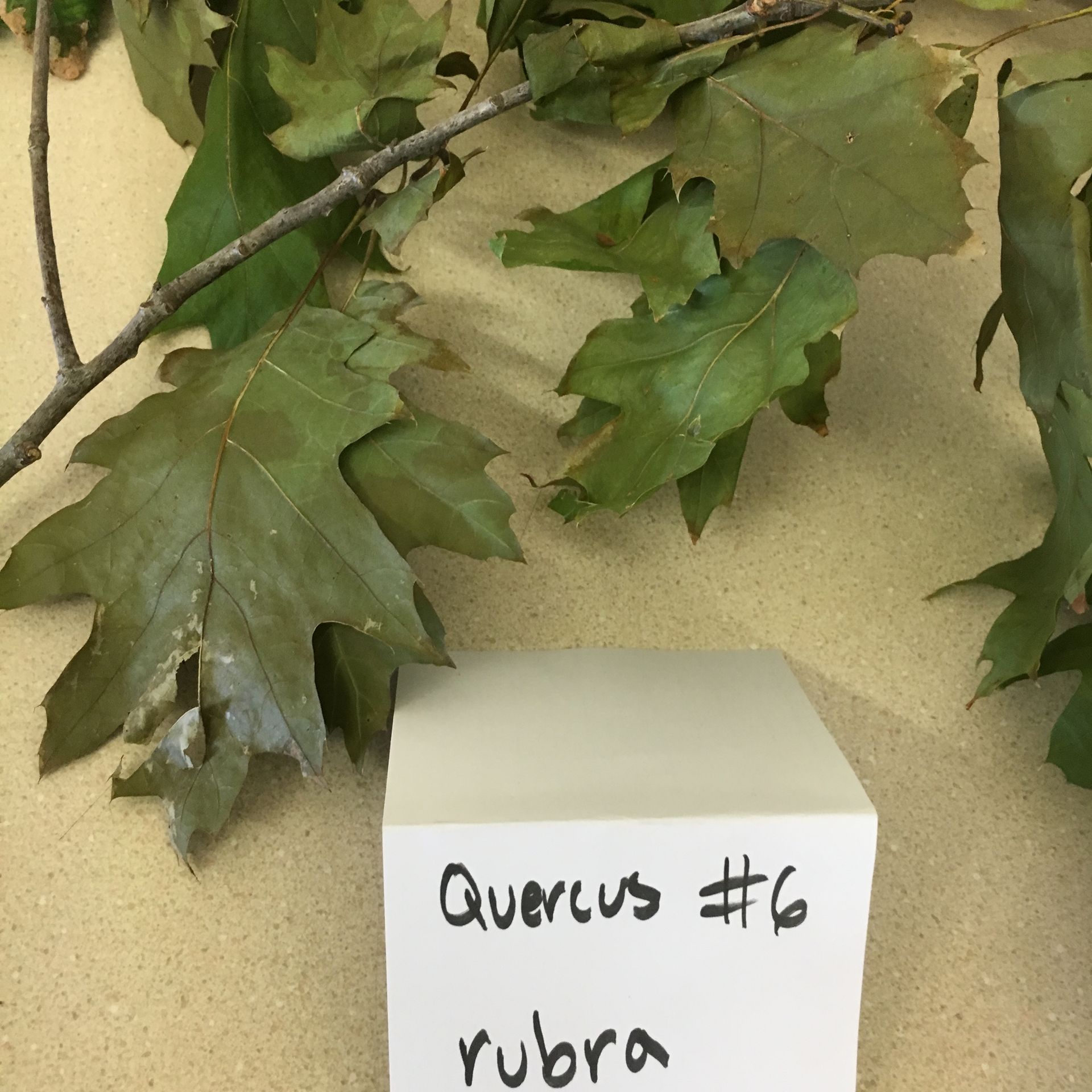 A white cube with quercus # 6 rubra written on it