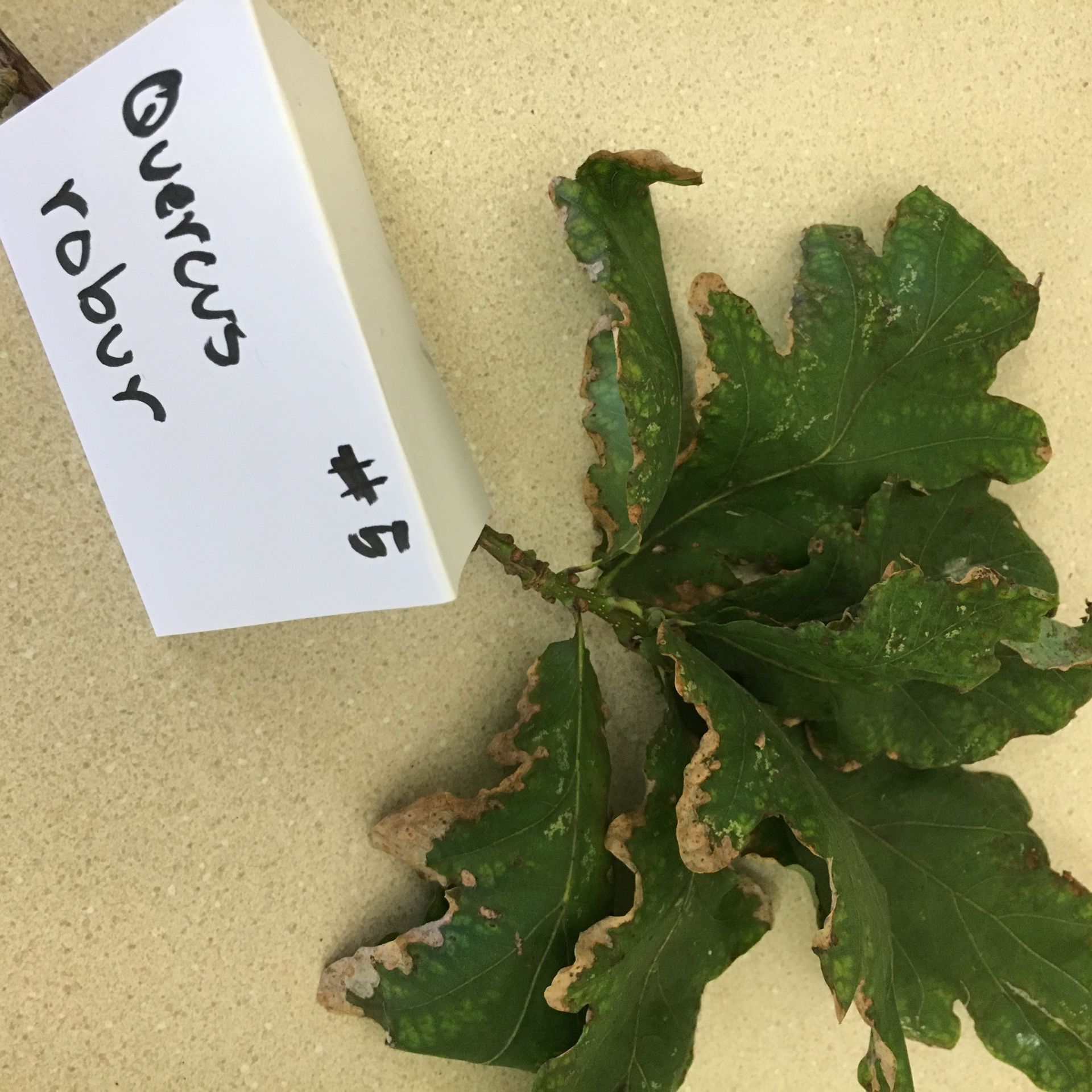 A leaf next to a sign that says nature tobacco