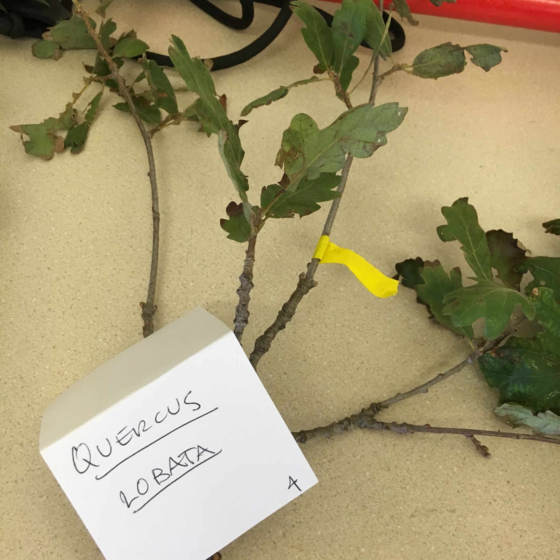 A piece of paper with quenus 4.0bata written on it