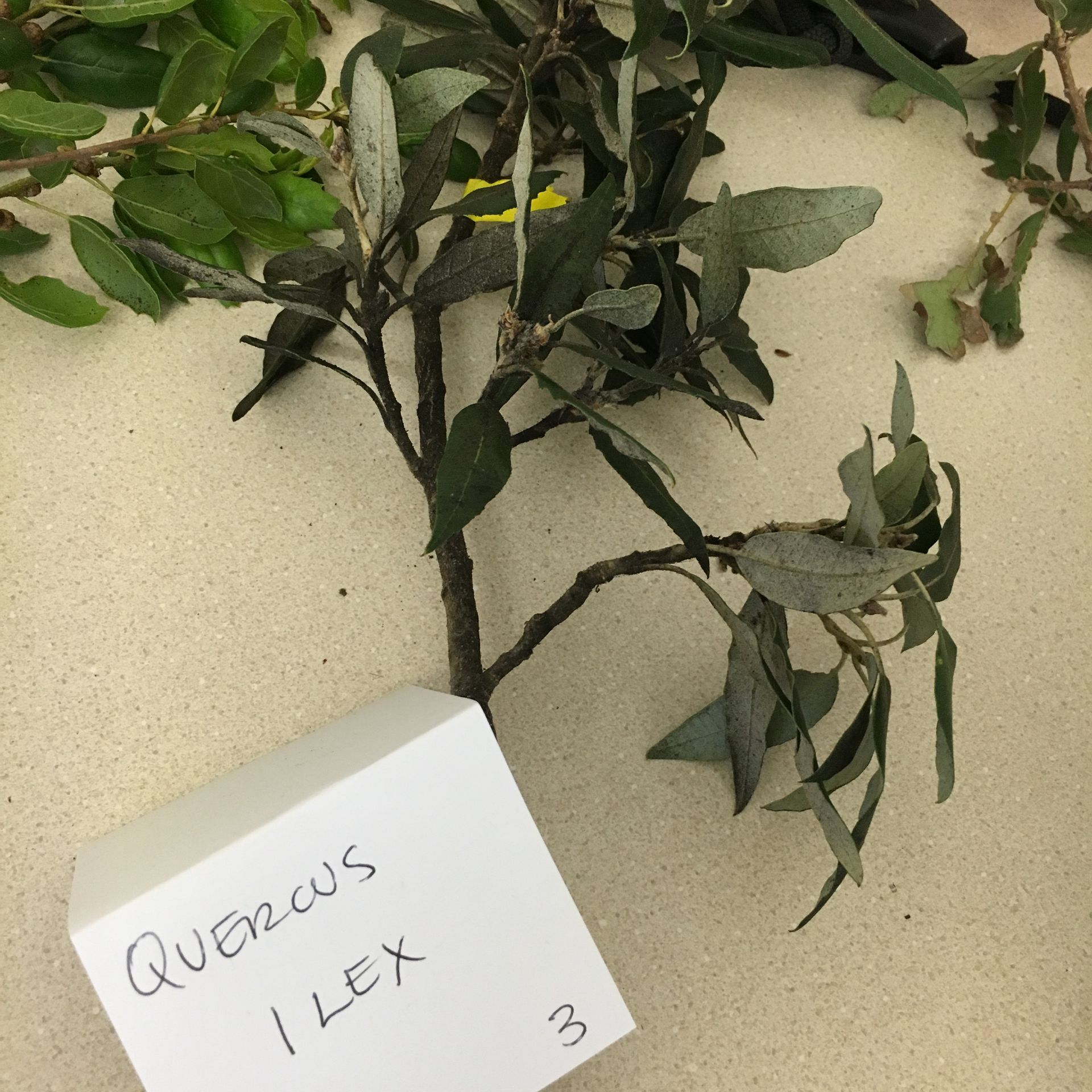 A plant with a label that says quercus i lex