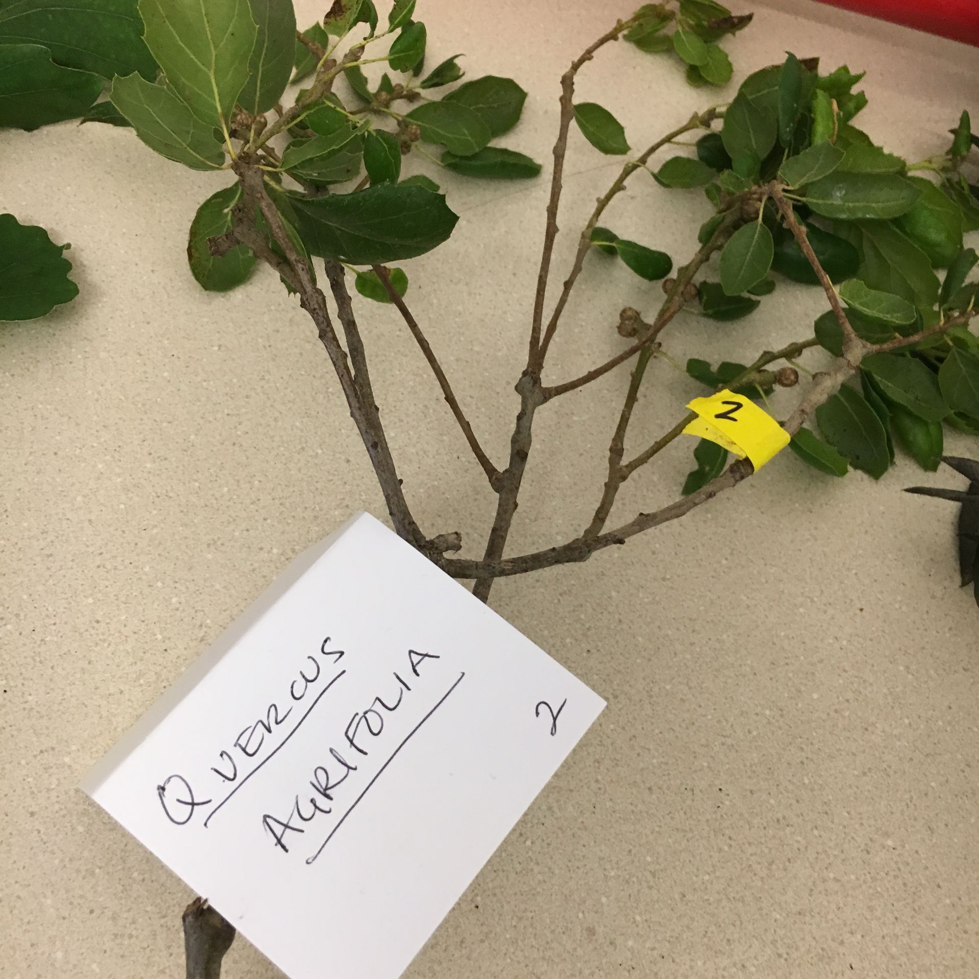 A small tree with a yellow tag that says 2 on it