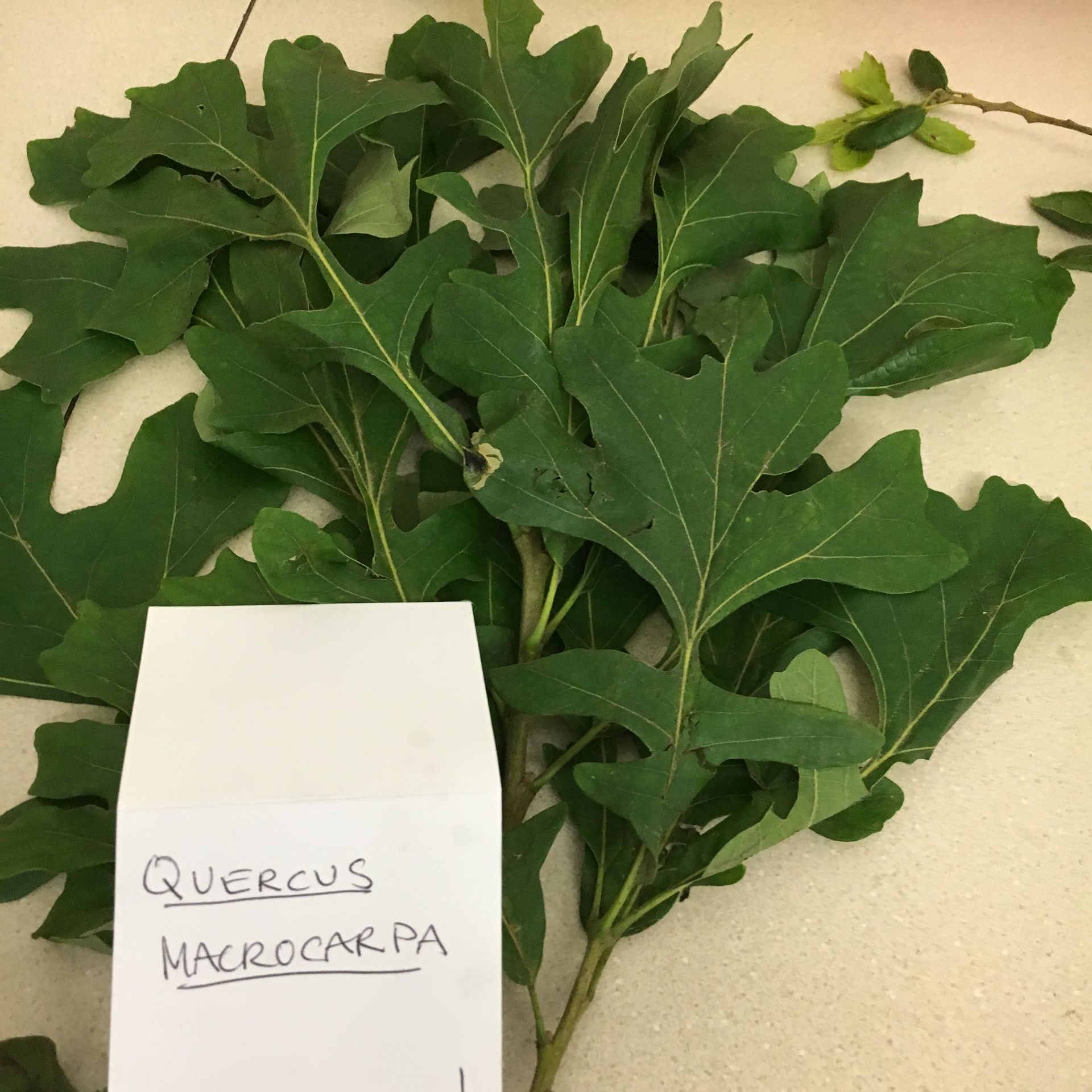 A bunch of green leaves next to an envelope that says quercus macrocarpa
