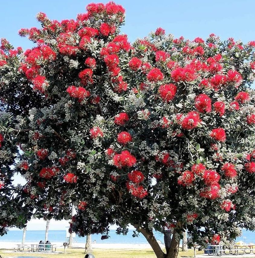 a tree with lots of red flowers on it