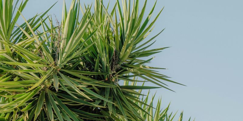 Palm Tree Maintenance in Carmel Valley