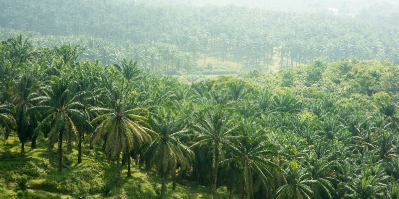 Palm Tree Maintenance in Del Mar