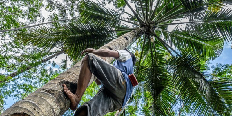 Palm Tree Maintenance in Encinitas