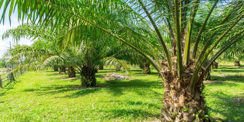 Palm Tree Maintenance in La Costa