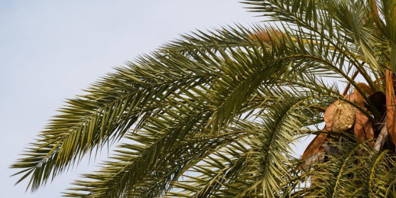 Palm Tree Maintenance in Solana Beach