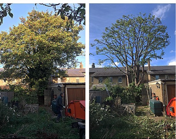 a before and after picture of a tree being cut down .
