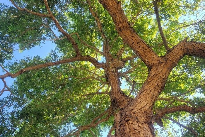 looking up at a tree with lots of branches and leaves against a blue sky .