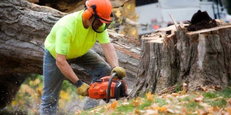 Stump Removal Service in Del Mar