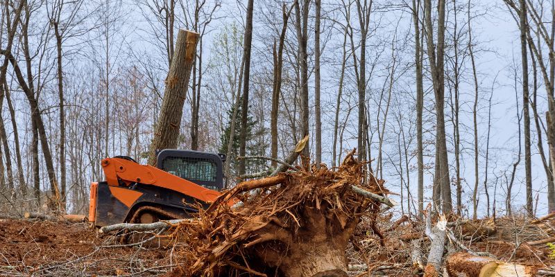 Stump Removal Service in Encinitas