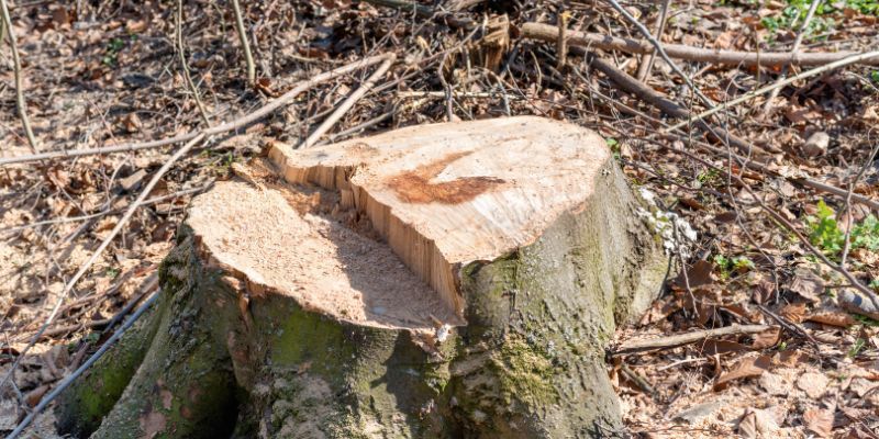 Stump Removal Service in Fairbanks