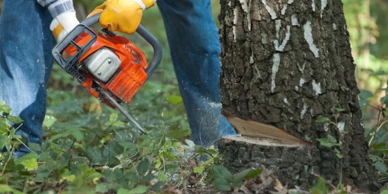 Stump Removal Service in Rancho Santa Fe