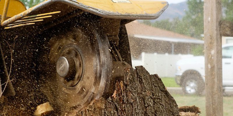 Stump Removal Service in Vista