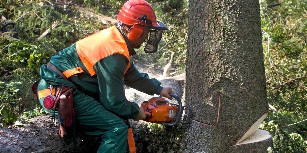 A man is cutting a tree with a chainsaw.