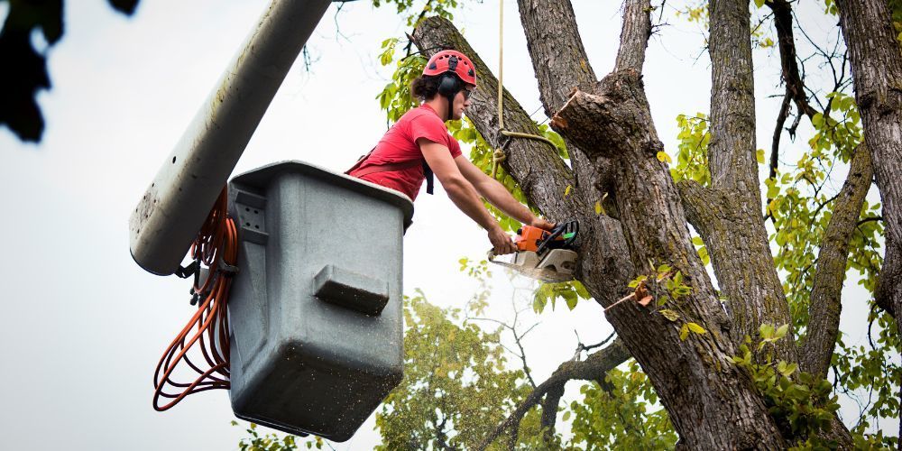 The Visual Impact of Expert Tree Care