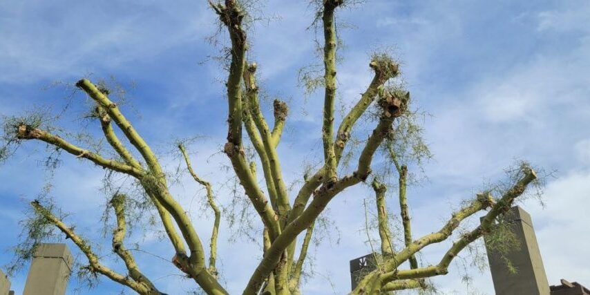 a tree with a lot of branches and a blue sky in the background .