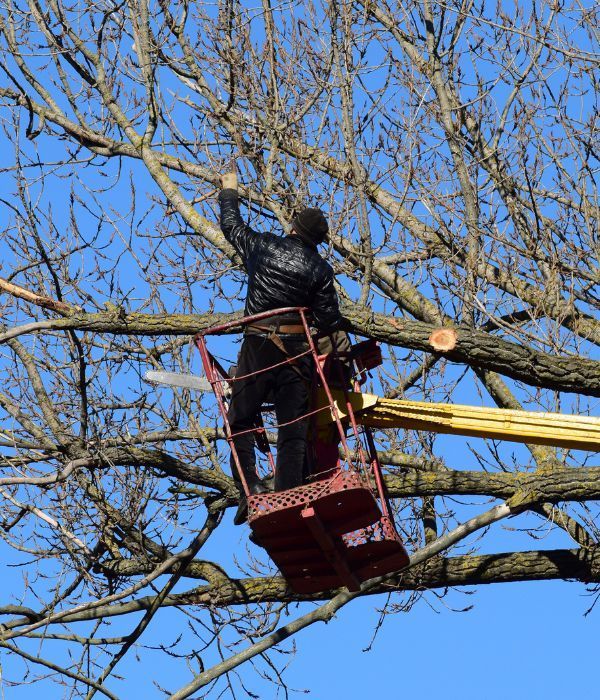 Tree Service