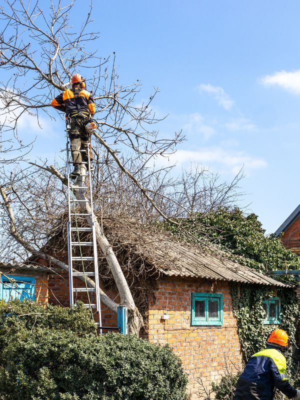 Tree Care Services in Carmel Valley