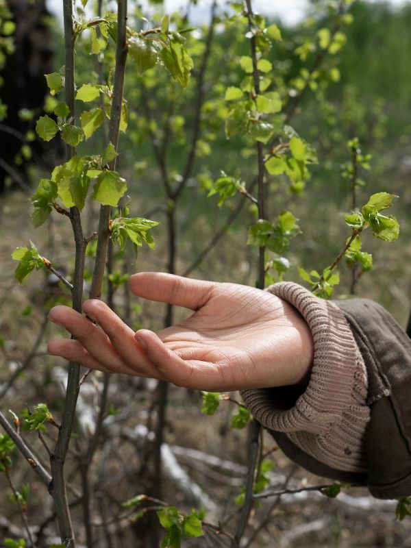 Tree Care Services in Encinitas