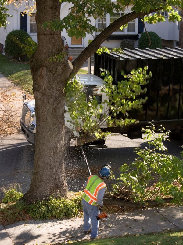 Tree Care Services in Rancho Santa Fe