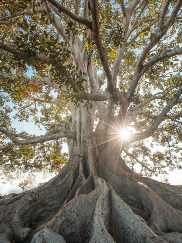 Tree Care Services in Solana Beach