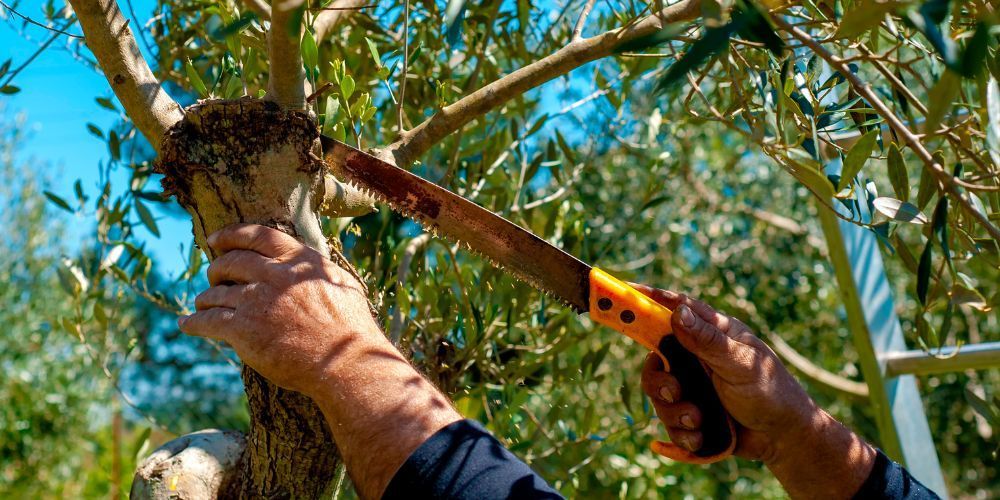 Tree Pruning Guide