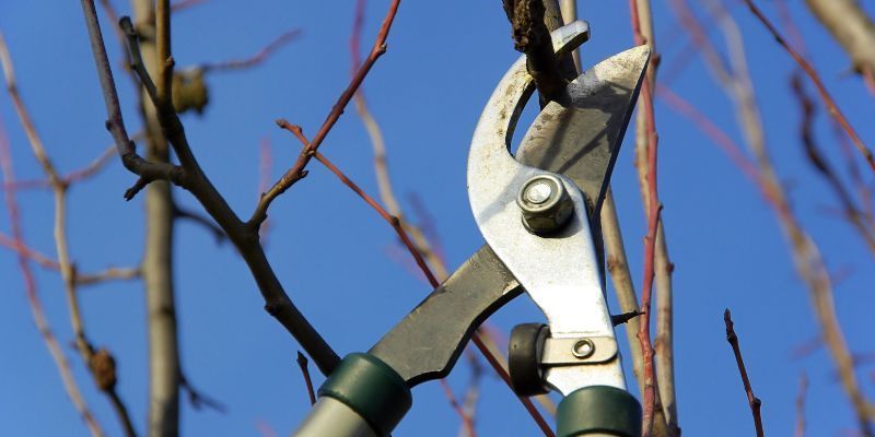 Hazardous Tree Pruning Service in Murrieta