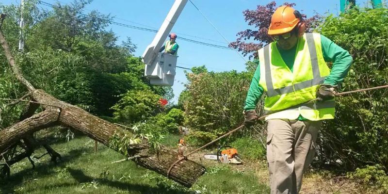 Tree Removal Services in Del Mar