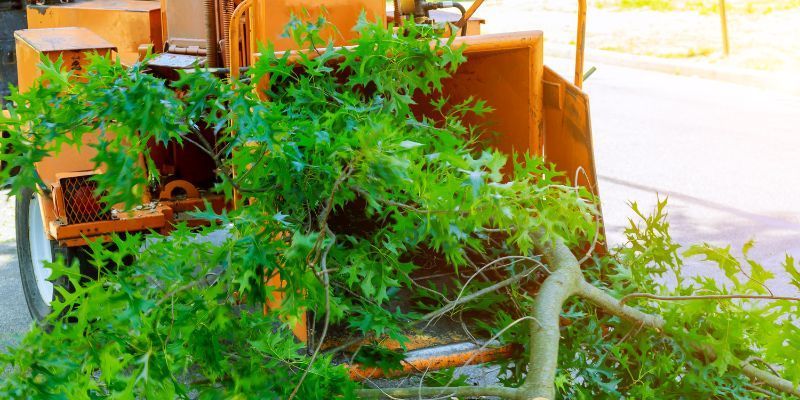 Tree Removal Services in Fairbanks