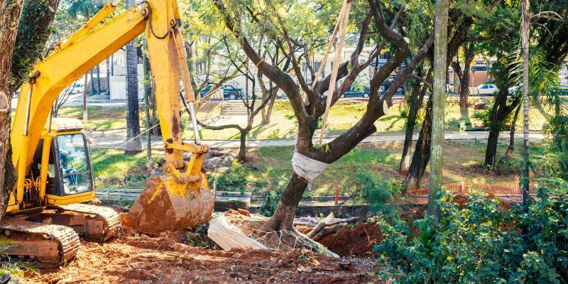 Tree Removal Services in Murrieta