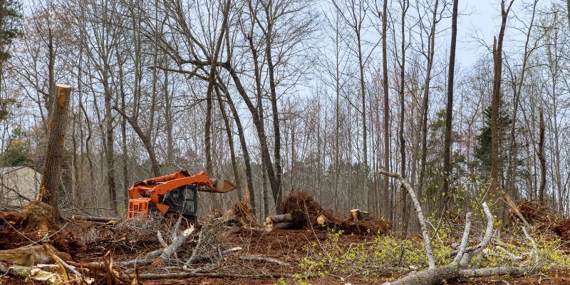 Tree Removal Services in Rancho Santa Fe