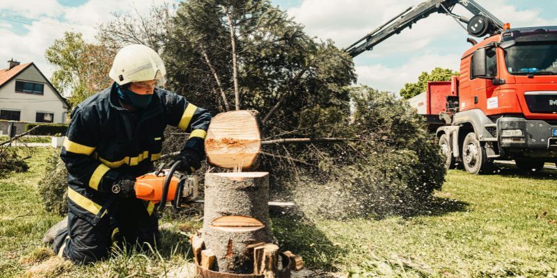 Tree Removal Services in Solana Beach