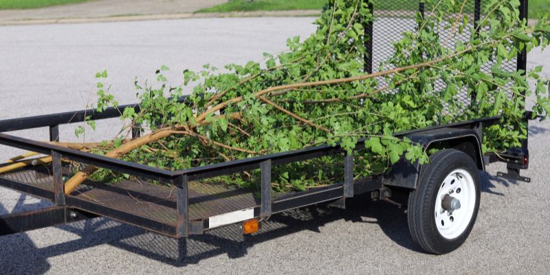 Tree Removal Services in Vista