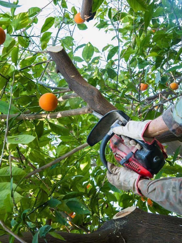 Tree Service