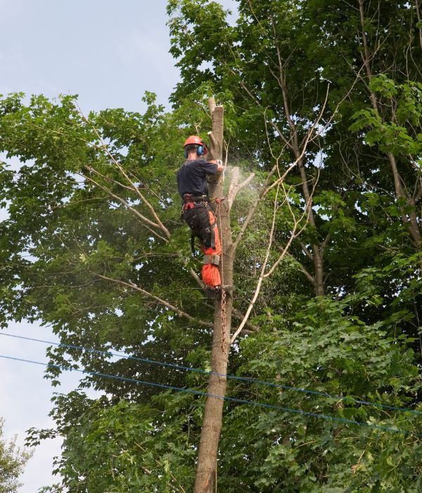 Tree Service